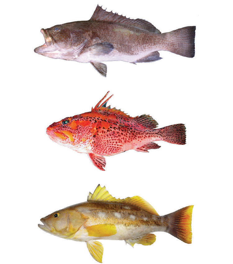 Figura 2. De arriba abajo: bacalao, camotillo, brujo. Fuente: Archivo Fundación Charles Darwin