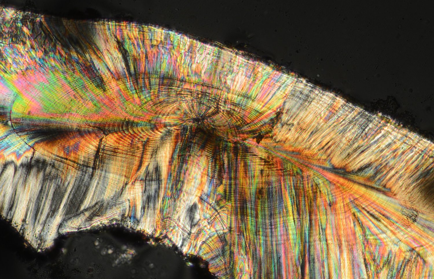 Figura 3. Imagen de otolito de bacalao al microscopio. Se pueden apreciar las líneas circulares de crecimiento. Foto: Solange Andrade, Fundación Charles Darwin