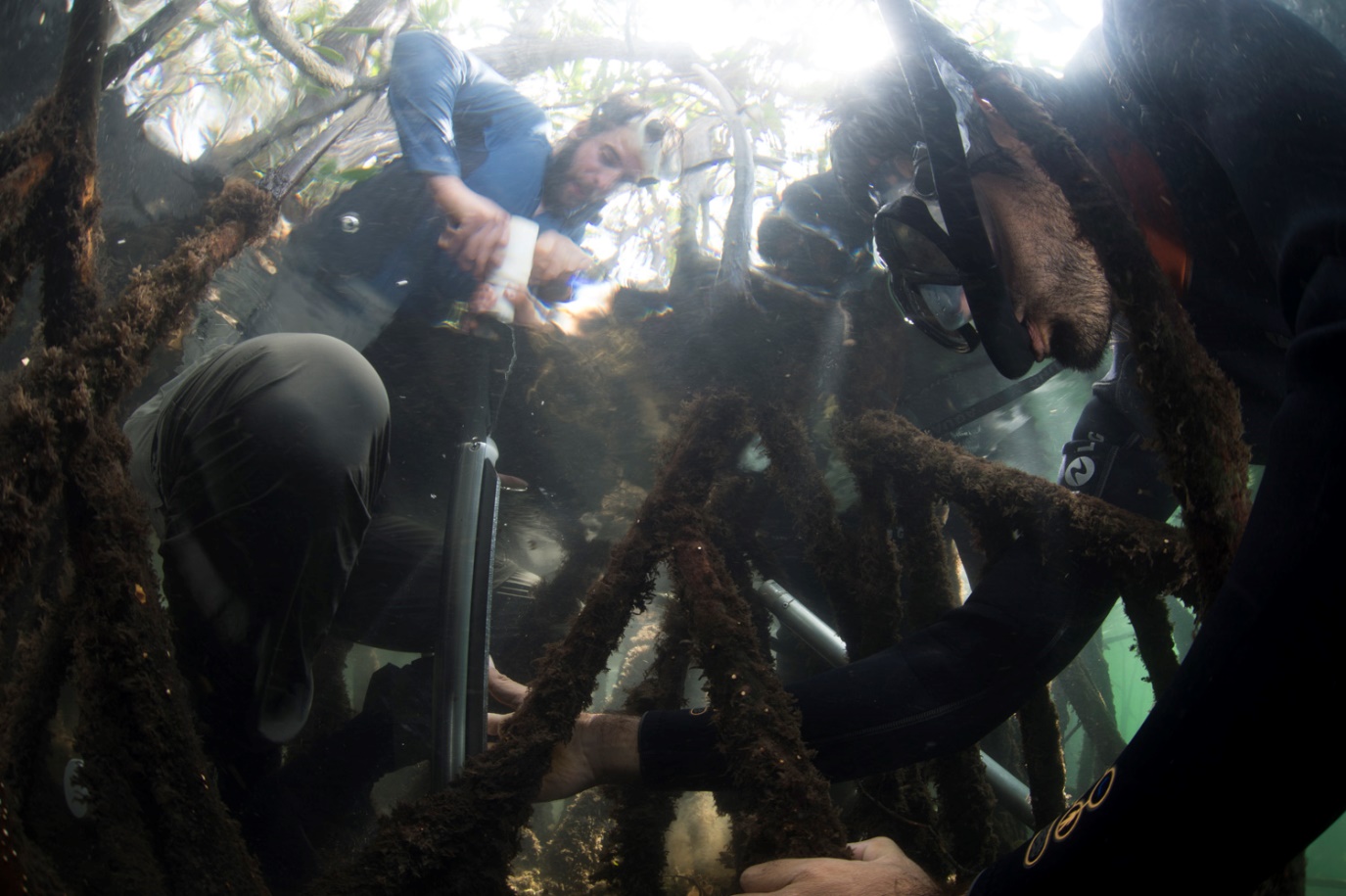 Figura 2. Ciencia en acción: toma de muestras del centro de los sedimentos del manglar para medir el carbono. Usando un vaciador de turba ruso, tomamos pedazos de sedimentos a incrementos de profundidad de 25 cm, luego los secamos y pesamos para su análisis en laboratorio. Foto: Octavio Aburto / Fundación Charles Darwin