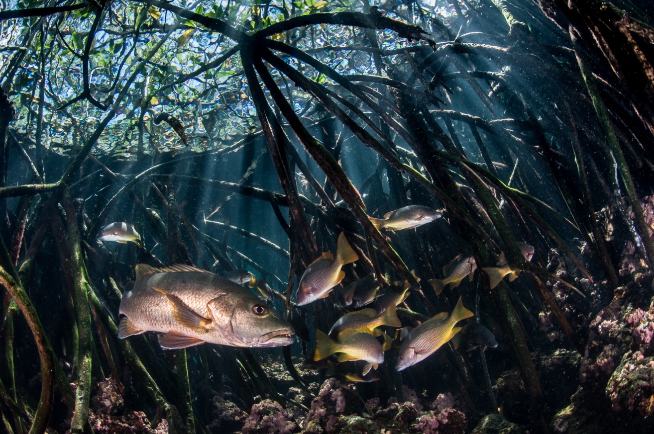 Figura 4. Pargos nadan entre las raíces sumergidas de los manglares en el archipiélago de Galápagos. Foto: Enric Sala / National Geographic Pristine Seas