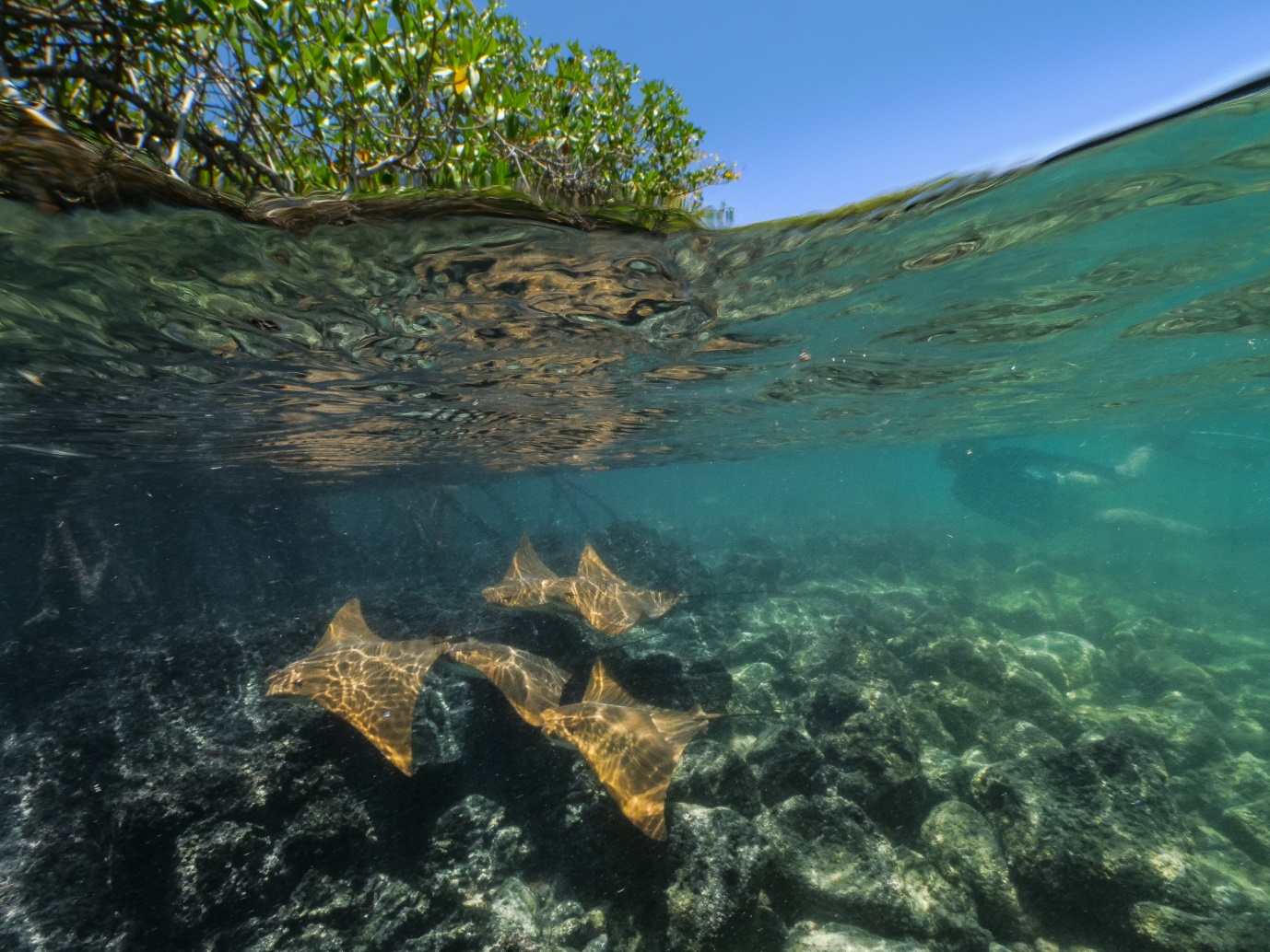 Figura 5. Snorkeling con rayas doradas en las bahías con manglar. Foto: Pelayo Salinas de León / Fundación Charles Darwin