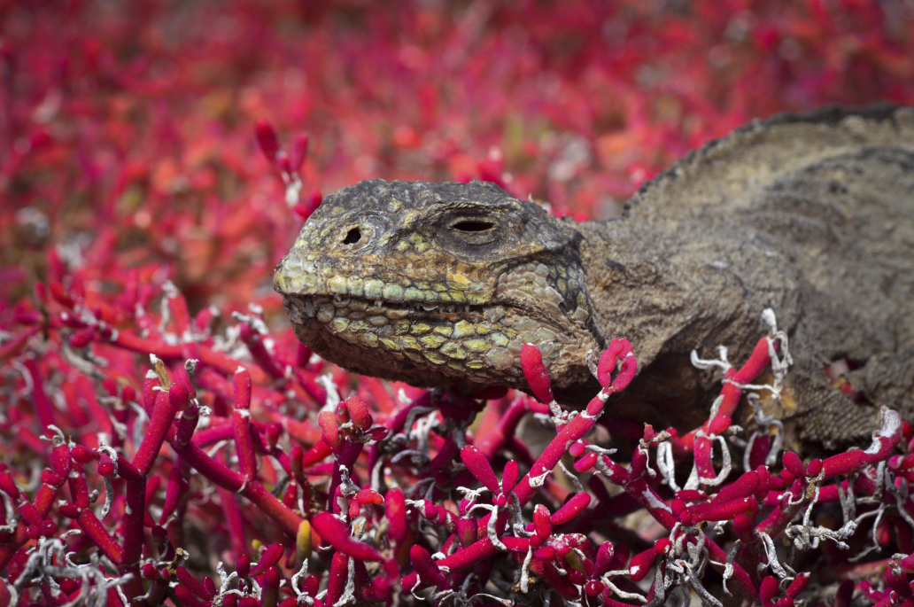 Figura 22. Naturaleza Muerta. Galápagos al Natural 2016. Foto: Andrés Tapia-joven fotógrafo