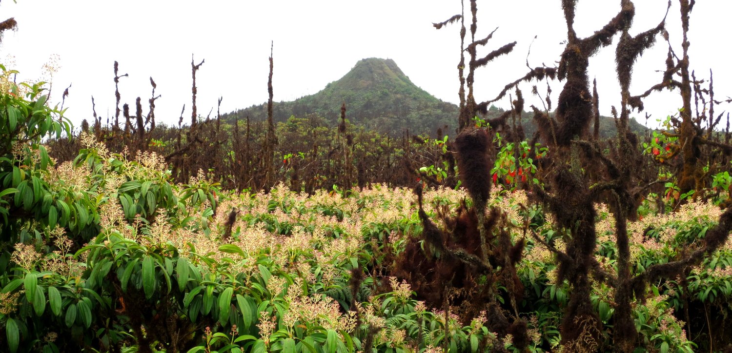 Figura 2. Un bosque con Miconia robinsoníana en el area protegida de Media Luna, Isla Santa Cruz. Foto: Paulina Couenberg