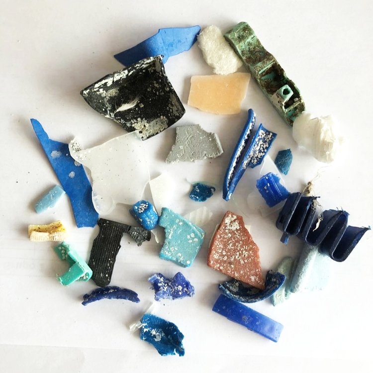 Figura 8. Pequeños fragmentos desmenuzados de plástico con organismos fijados a ellos. Foto: Rosita Calderon