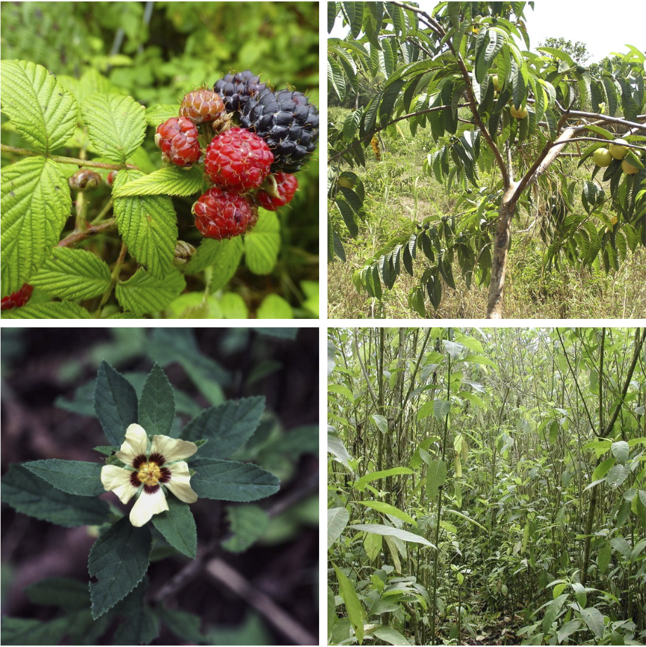 Learning from farmers: Invasive species in the agricultural lands of ...