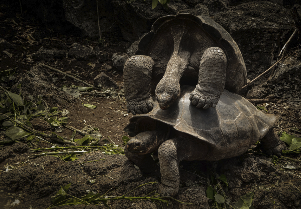 Figure 21. Natural selection. Inside Galapagos 2015. Photo: Joshua Navarrete – Young Photographer