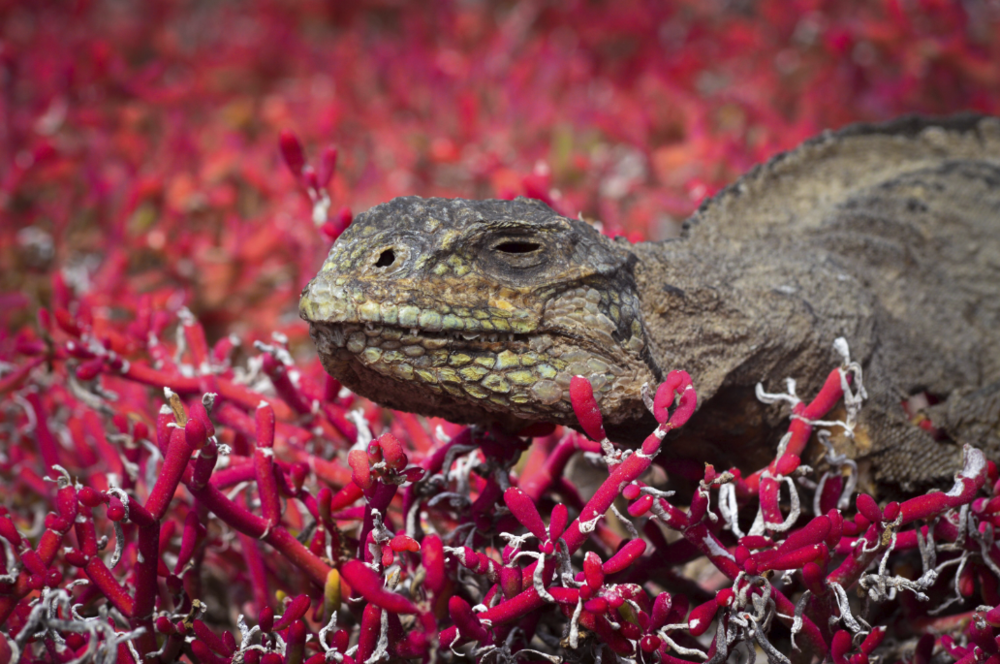 Figure 22. Still Life. Galapagos al Natural 2016. Photo: Andrés Tapia – Young Photographer