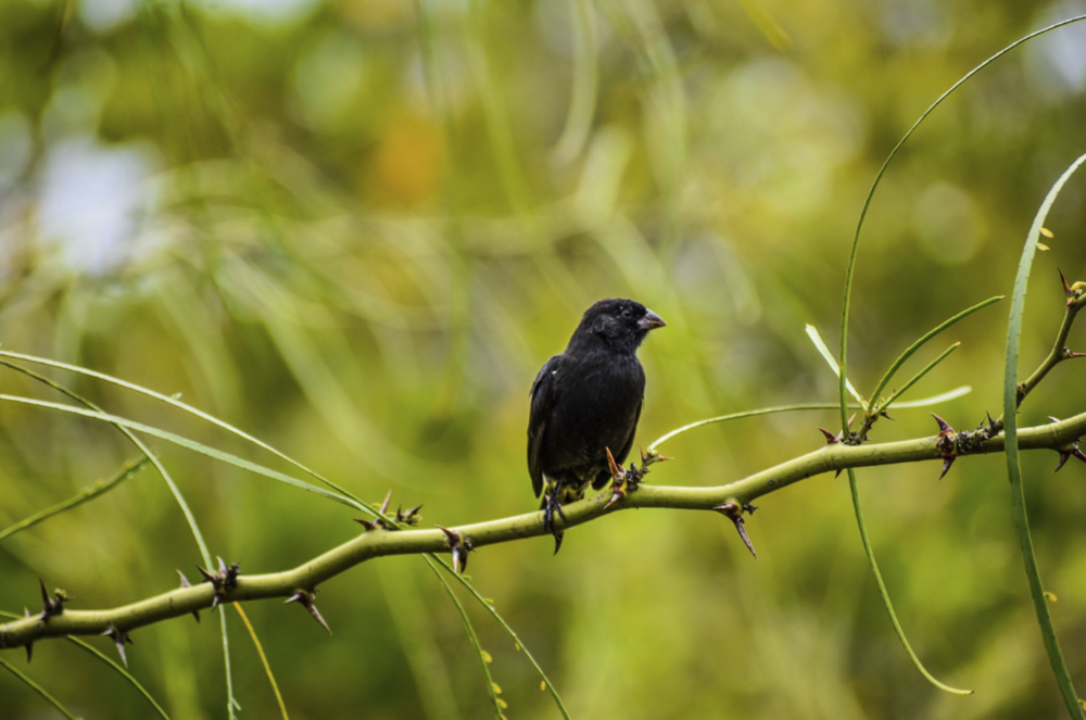 Figure 23. Spectator on a long walk. Galapagos 2017. Photo: Hoppe Quevedo – Young Photographer