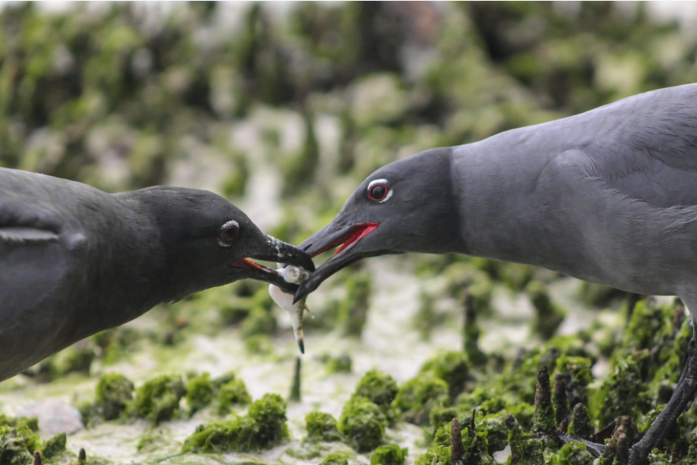 Figure 24. Love. Galapagos Natural Inspiration. Photo: Daniela Taipe – Young Photographer