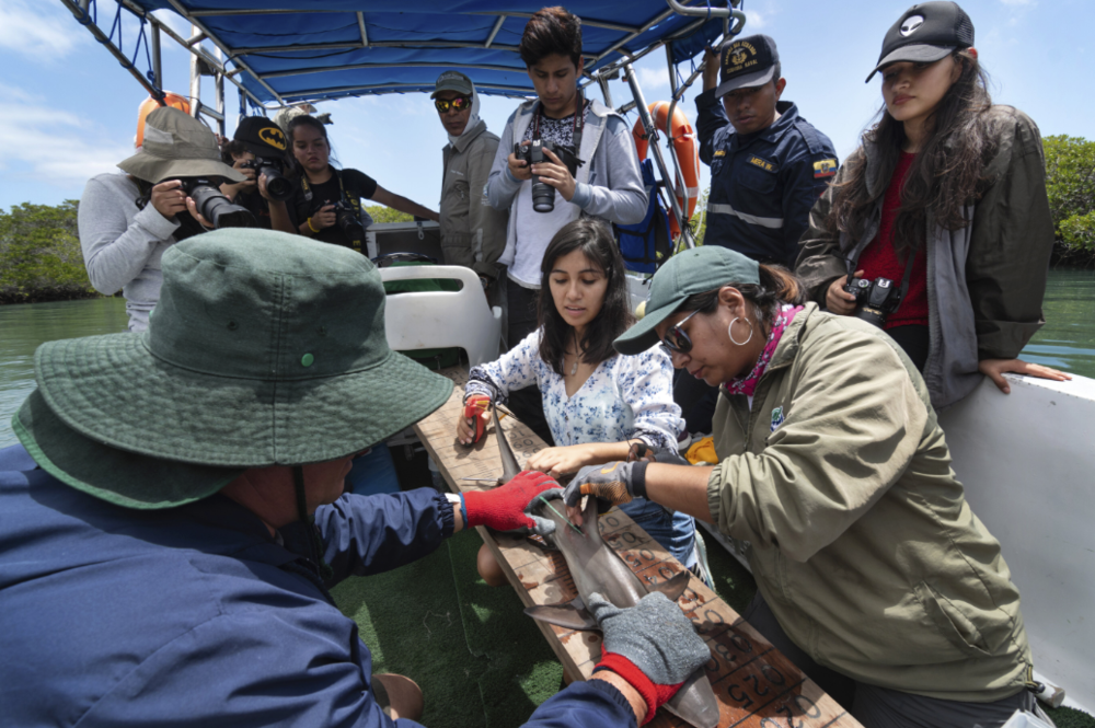 Figure 10. Field expedition to a juvenile shark monitoring site in Santa Cruz (Venecia). Photo: Diego Bermeo