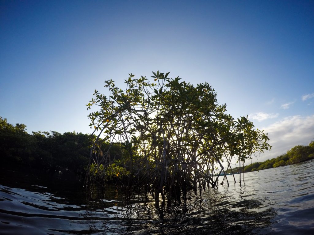 Manglares en Galápagos: Estimando su contribución al sustento y buen