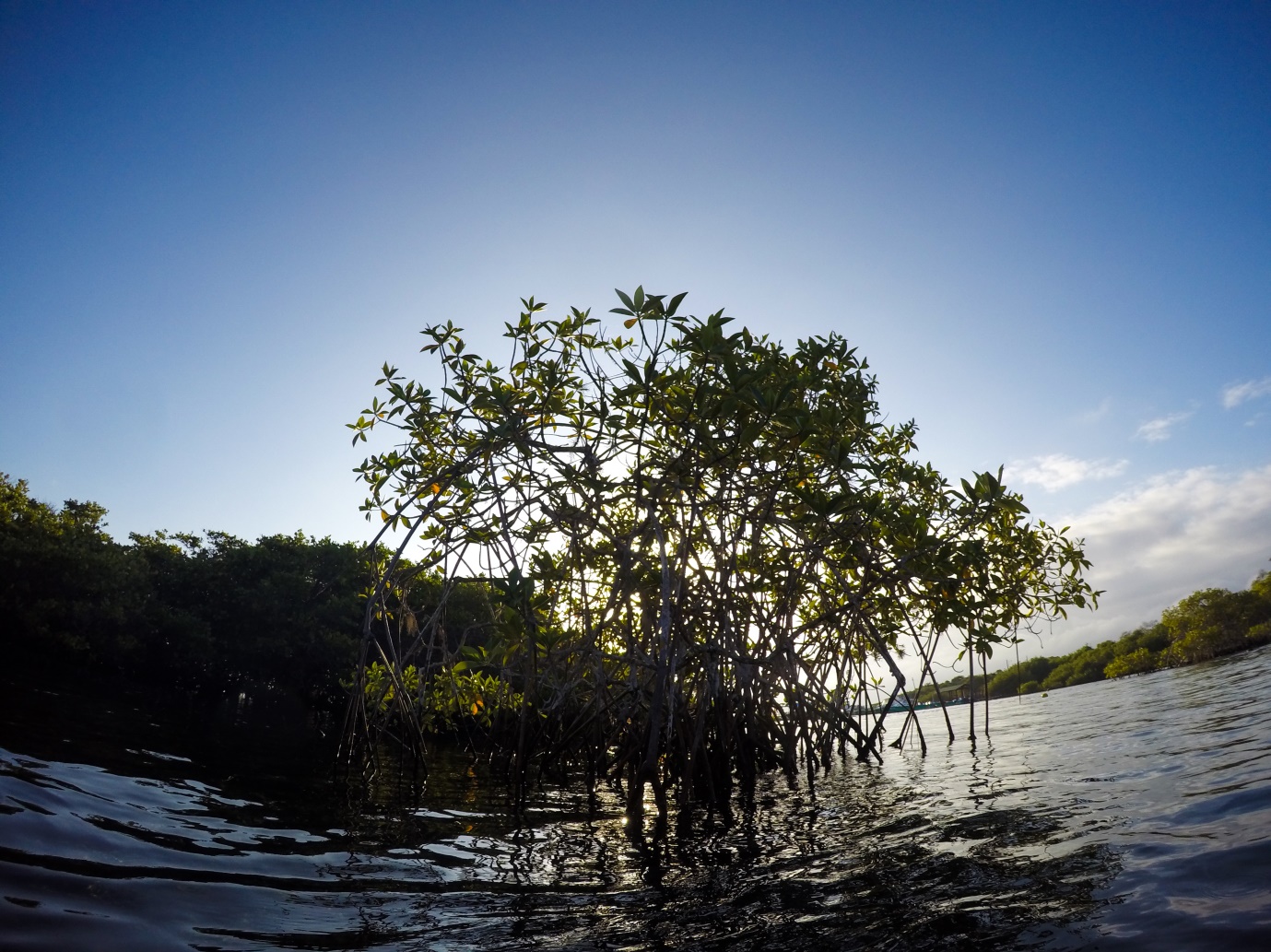 Figura 1. Manglares en Galápagos. Foto: Nicolas Moity/ Fundación Charles Darwin