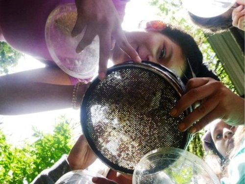 Figure 3: Using sieves and tweezers, students separate and identify seeds ingested by tortoises. Photo: EPI Archives