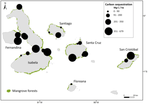 Figure 3. Soil carbon stored at 29 mangrove sites across Galapagos, from Tanner et al. 2019. Mg C / ha is tons of carbon per hectare. Click to enlarge.