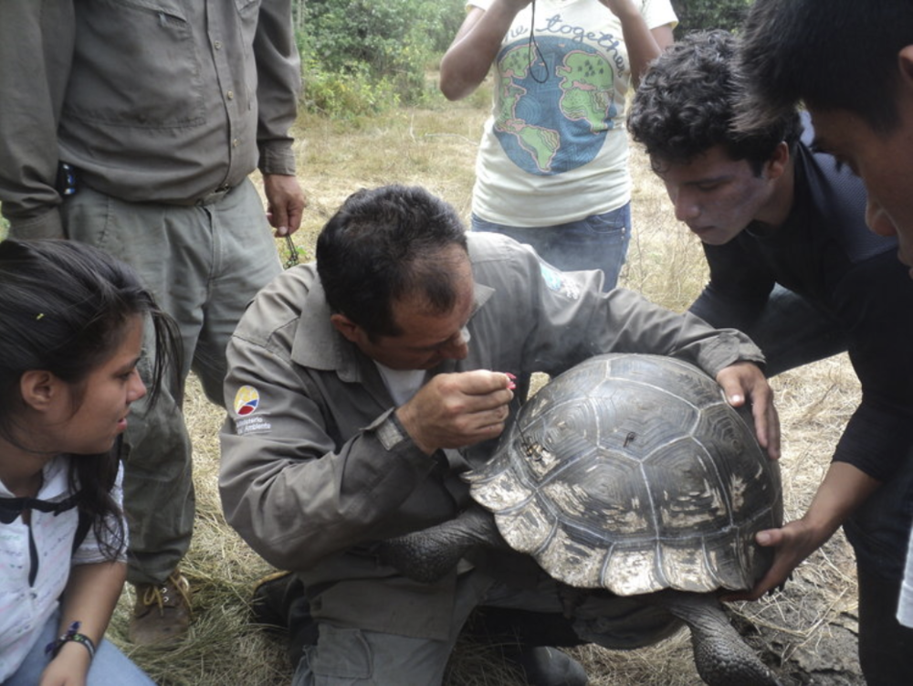 Figure 5. Monitoring a giant tortoise is a unique and unforgettable experience for students. Photo: EPI Archive
