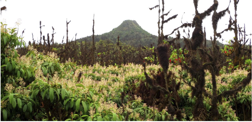 Figure 2. A forest of Miconia robinsoníana in the protected area at Media Luna, Isla Santa Cruz. Photo: Paulina Couenberg