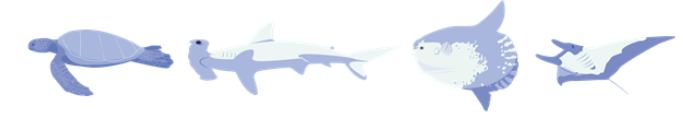 Figure 1. Some of the megafauna that inhabits the Galapagos Marine Reserve. From left to right: green sea turtle, hammerhead shark, ocean sunfish, giant oceanic manta ray. Source: Shark Count Galapagos